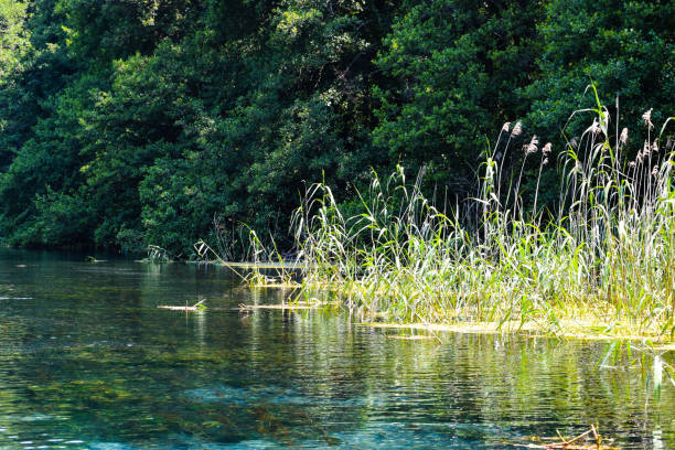 istock Bulrash plants thriving in the water sorronded by threes 1752067829