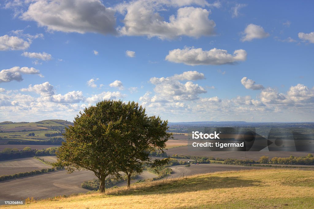 Lone tree numa Encosta - Royalty-free Bedfordshire Foto de stock