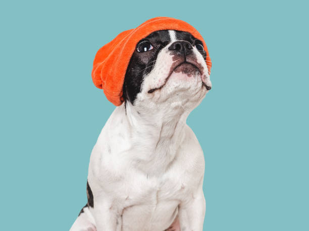 istock Cute puppy and a red knitted hat 1752069491