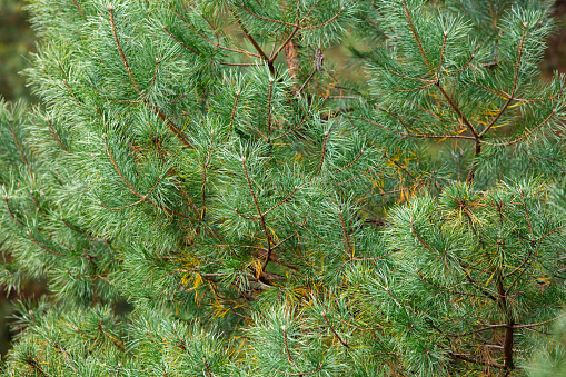 closeup of pine tree background for design purpose