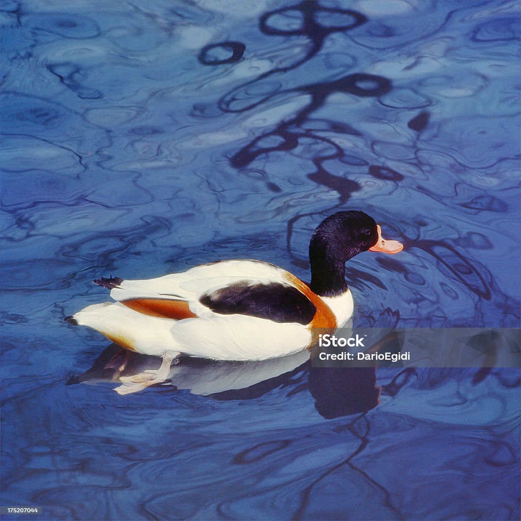 Animali uccello gosling - Foto stock royalty-free di Anatra - Uccello acquatico