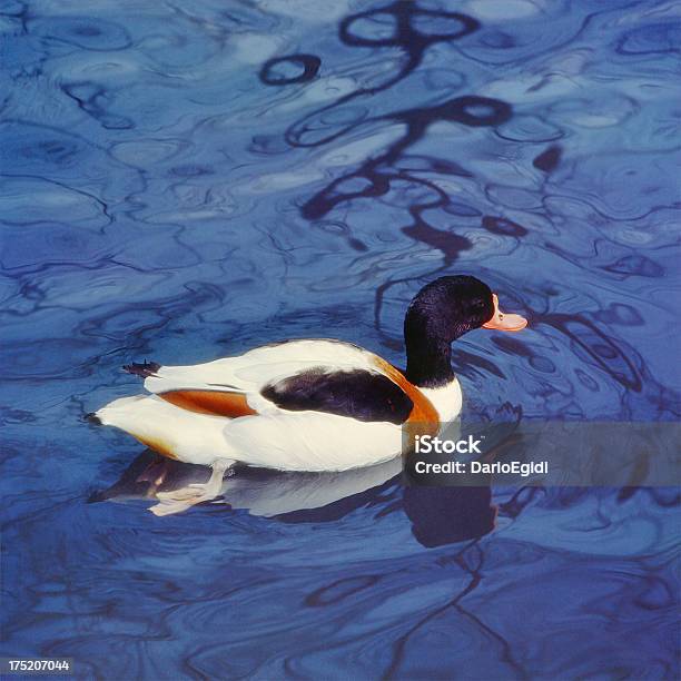 Animali Uccello Gosling - Fotografie stock e altre immagini di Anatra - Uccello acquatico - Anatra - Uccello acquatico, Animale, Carne d'anatra