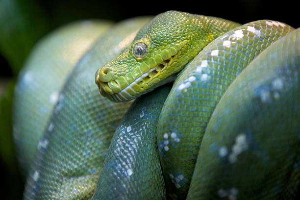 Green Emerald Tree Boa Snake Green Emerald Tree Boa Snake green boa snake corallus caninus stock pictures, royalty-free photos & images