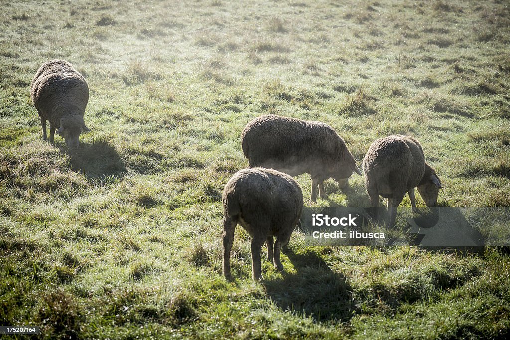 Owca rano mgły - Zbiór zdjęć royalty-free (Bez ludzi)
