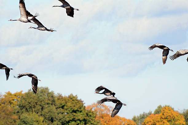 istock flock of Common Crane during autumn migration on field (Germany) 175207168