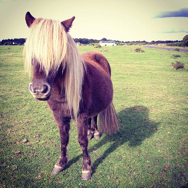 new forest cavalo com franjas - pony full length square uk - fotografias e filmes do acervo