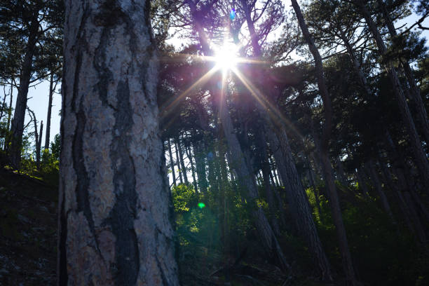 istock Forest of fresh green deciduous trees with the sun casting its warm rays through the foliage 1752073830