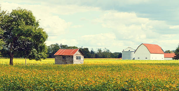 istock Ontario Farm And Soybean Field 175207443