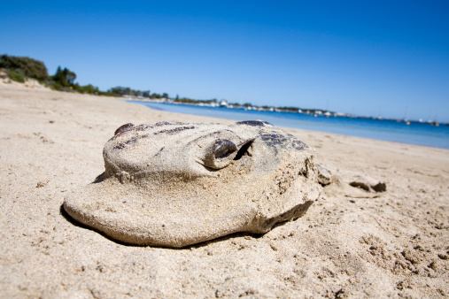 Dead Sea Animal Stock Photo - Download Image Now - Animal, Animals In The  Wild, Beach - iStock