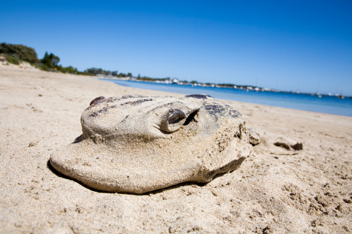 Dead Sea Animal Stock Photo - Download Image Now - Animal, Animals In The Wild, Beach - iStock Dead Sea Animal Stock Photo - Download Image Now - Animal, Animals In The Wild, Beach - iStock