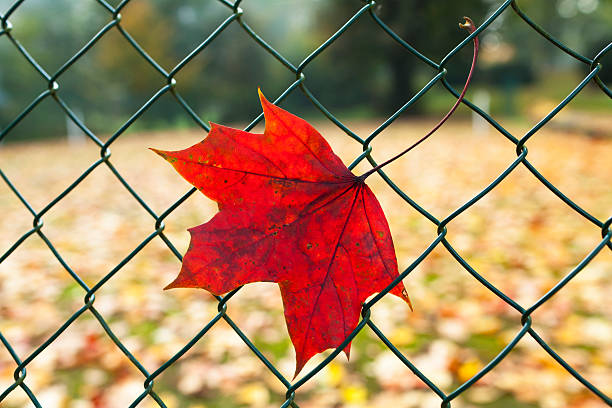 hojas de otoño en valla de conexión de cadena - chainlink fence fence leaf leaf vein fotografías e imágenes de stock