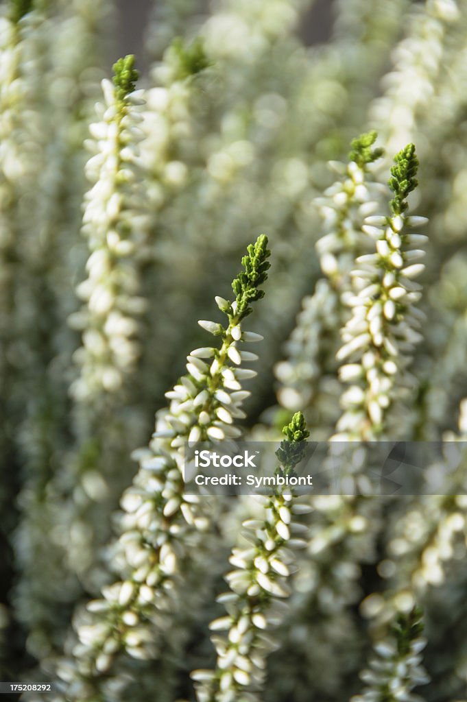 Close-up of white heather - Foto de stock de Blanco - Color libre de derechos