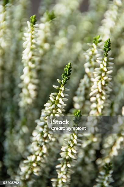 Closeup Of White Heather Foto de stock y más banco de imágenes de Blanco - Color - Blanco - Color, Flor Erica, Aire libre