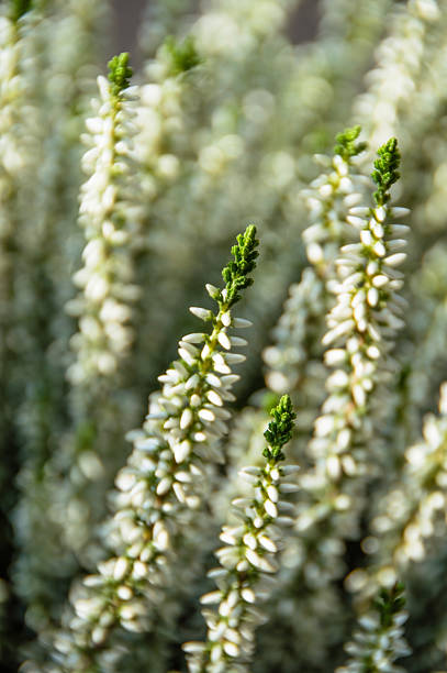 A close-up of blooming white heather flowers.