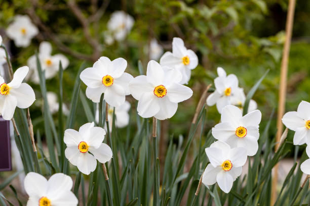 Close-up of white narcissus flowers (Narcissus poeticus) in spring garden. Beautiful daffodils against green bokeh background. stock photo