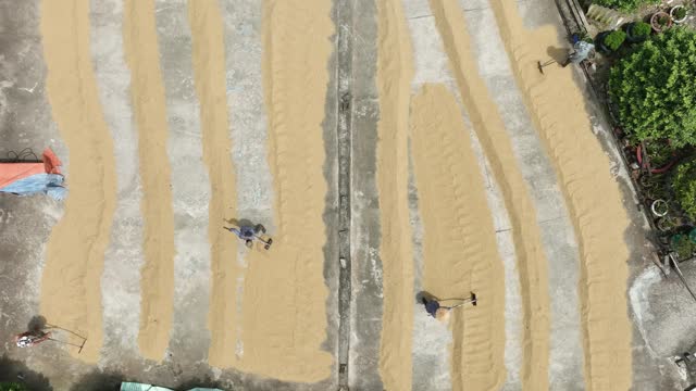 Aerial video of rice drying yard in the Mekong Delta, processing and preserving post-harvest rice, Tien Giang province