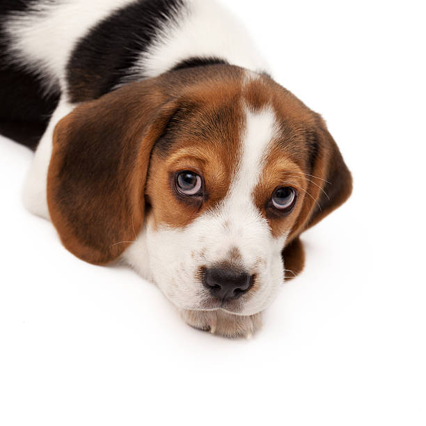 istock Portrait of a beagle puppy isolated on white background 175208564