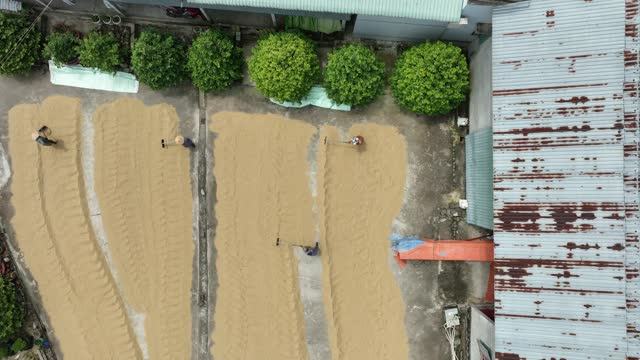 Aerial video of rice drying yard in the Mekong Delta, processing and preserving post-harvest rice, Tien Giang province