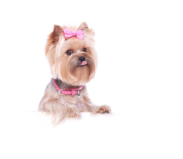 istock Yorkshire Terrier holding a blank sign 175208746