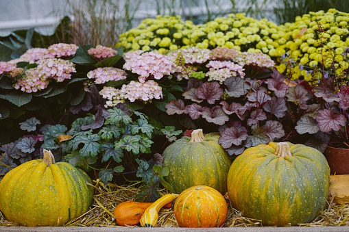 autumn background with autumn still life, bright orange pumpkins lie on a counter at a fair against the background of chrysanthemum bushes
