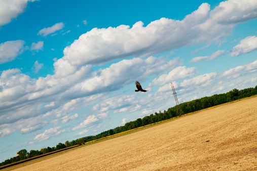 Turkey Vulture Circling Over A Fall Field