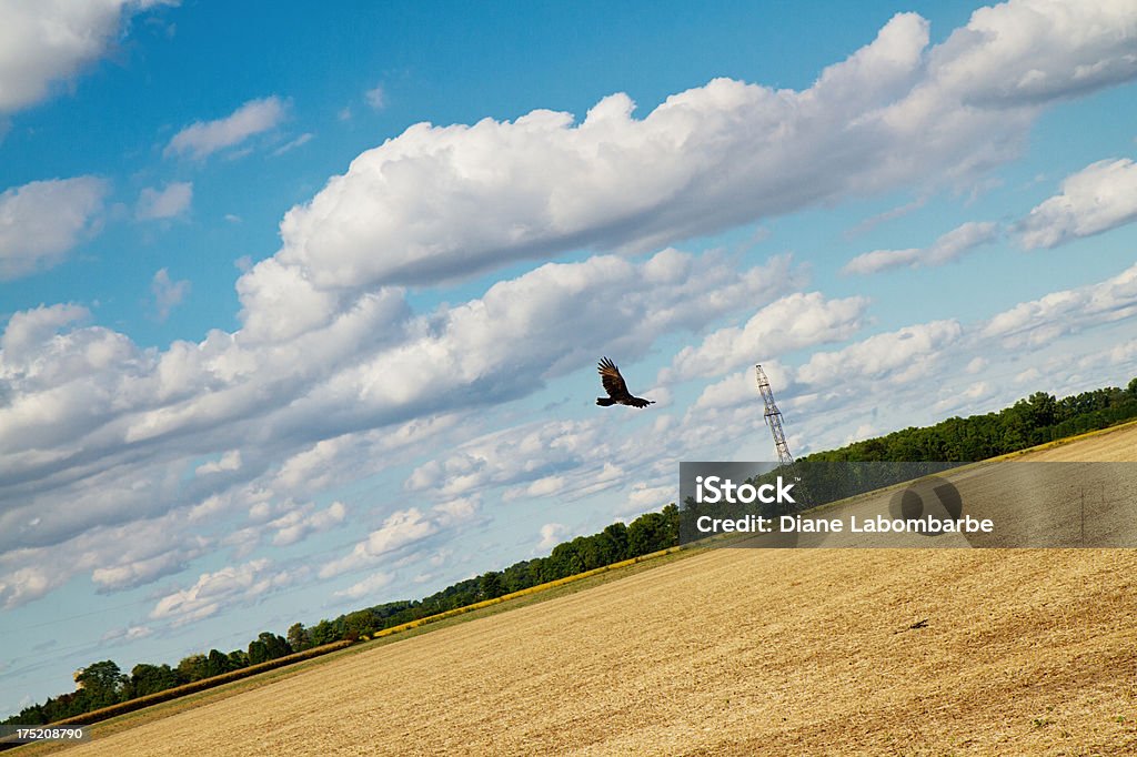 Turkey Vulture Circling Over A Fall Field Ontario - Canada Stock Photo