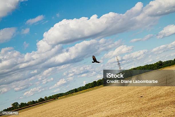 Turkey Vulture Circling Over A Fall Field Stock Photo - Download Image Now - Ontario - Canada, Chatham - England, Above