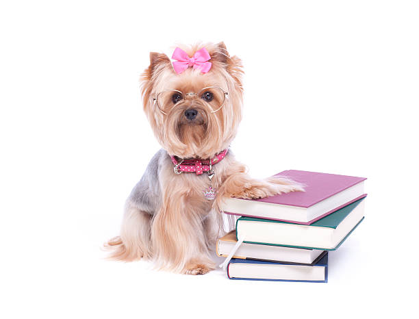 Dog wearing glasses and a pile of books. Yorshire Terrier with her paw on top of a pile of books wearing glasses.PLEASE CLICK ON THE IMAGE BELOW TO SEE MY DOGGY LIGHTBOX PORTFOLIO: yorkshire terrier dog stock pictures, royalty-free photos & images