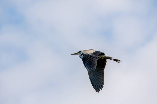 istock the large bird is flying high in the sky with clouds 1752091306