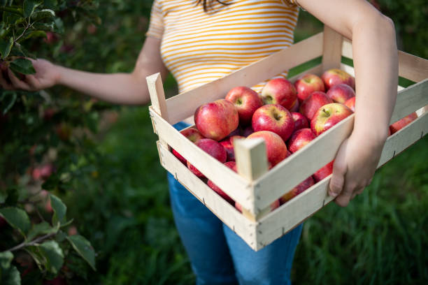 istock Female farmer harvesting apples. 1752091628
