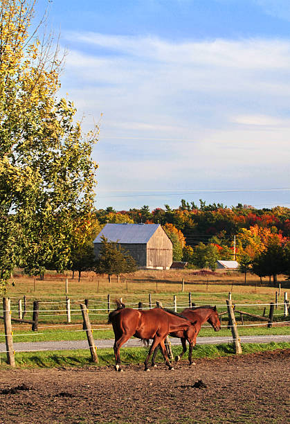 istock Farm and Horses with Barn 175209163