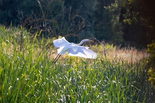 A majestic large white bird soars through the air, gracefully gliding over a lush, verdant green field