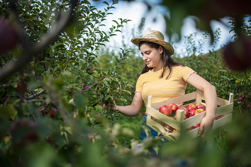 Cheerful young woman harvesting apples from tree.