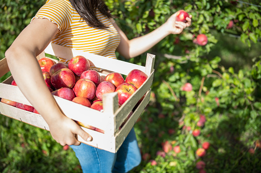 Young female farmer picking ripe apples in apple orchard farm.