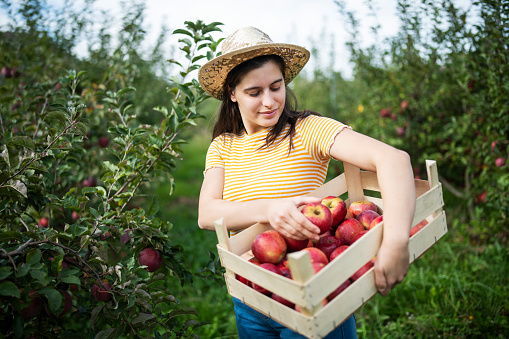 Young female farmer harvesting ripe apples from orchard garden.