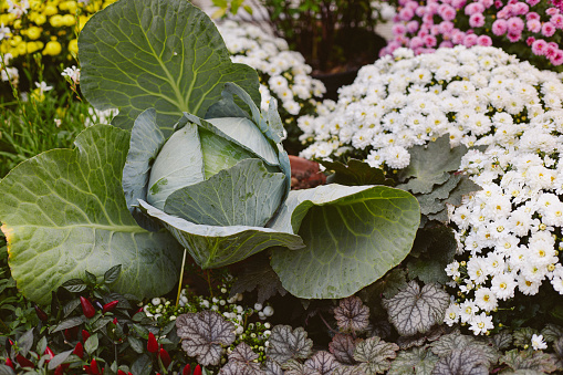 cabbage with wide open leaves, chrysanthemum flowers around, autumn composition