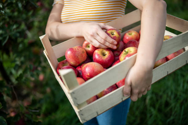 istock Woman picking apples the organic apple farm. 1752091912