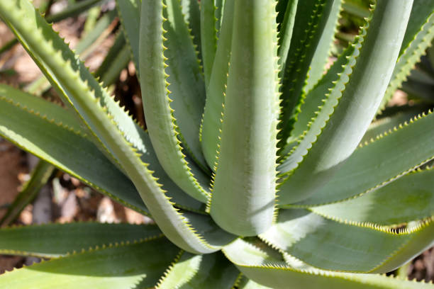 istock Aloe Vera plant fresh green leaves 1752093098