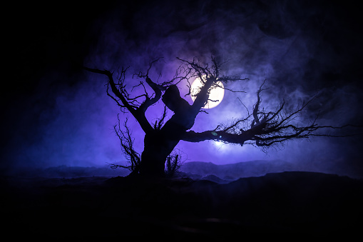 Silhouette of scary Halloween tree on dark foggy toned background with moon on back side. Scary horror winter dead forest at night. selective focus