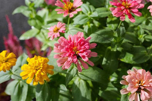 Colorful zinnia flowers blooming  in the garden