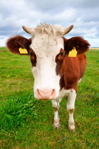Cow On Pasture Portrait Stock Photo - Download Image Now - Agricultural  Field, Agriculture, Animal - iStock