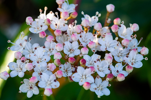 Flowering european elder (Sambucus nigra). Cesate. Parco delle Groane. Lombardy. Italy.