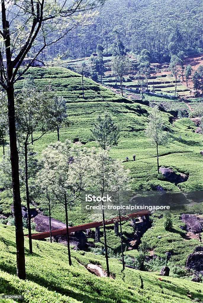 Шри-Ланка, Hill Country, чай плантации. - Стоковые фото Без людей роялти-фри