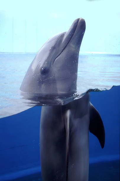 istock Dolphin coming out of the water 1752098916