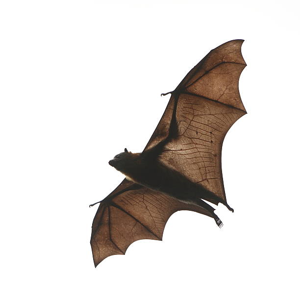 Beats Flying bat. See the amazing structure in the wings. Picture taken in Melbourne, Australia. flying fox photos stock pictures, royalty-free photos & images