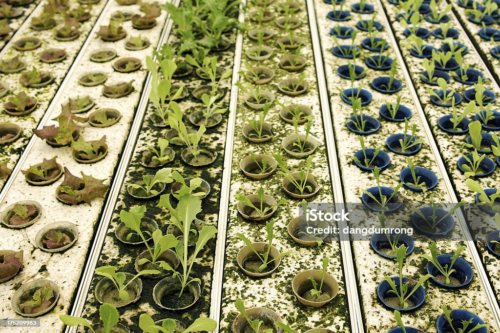Hidropónica Legumes Salada verde de exploração - Royalty-free Agricultura Foto de stock