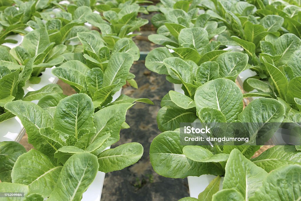 Salada verde Cos alface sobre hidropônica de legumes - Foto de stock de Agricultura royalty-free