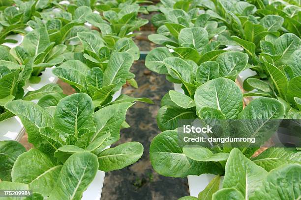 Foto de Salada Verde Cos Alface Sobre Hidropônica De Legumes e mais fotos de stock de Agricultura