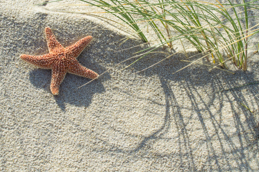 Still life of a starfish at the beach on a sand dune with dune grass.