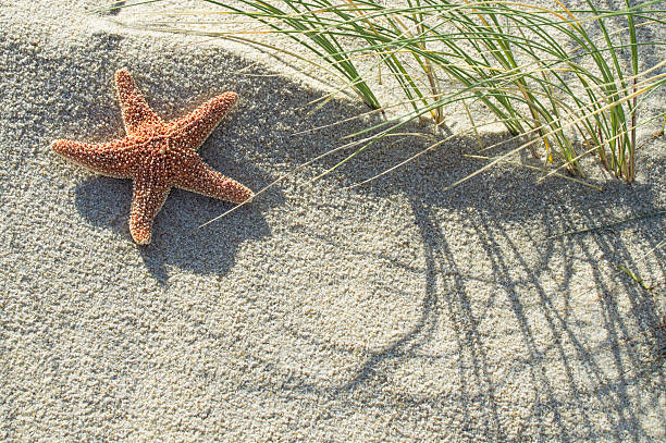Close-up of a starfish at the beach / dune Still life of a starfish at the beach on a sand dune with dune grass. marram grass stock pictures, royalty-free photos & images